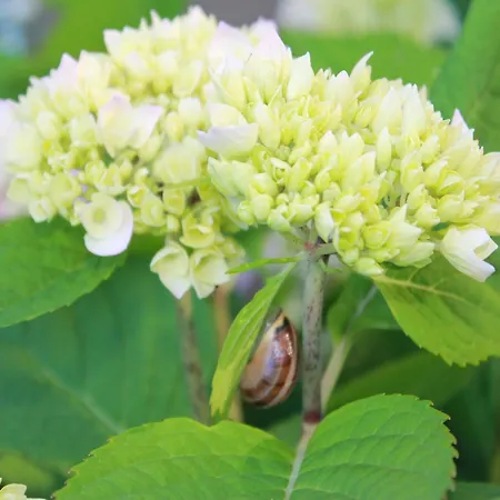 Mit Gartenterrasse, * 보르게렌데레트비슈